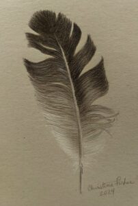Monochromatic colored pencil rendering of a feather on beige-grey paper