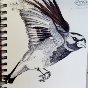 pen and ink grosbeak in a wire-bound sketchbook